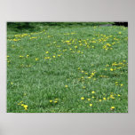 Yellow flowers of dandelions on a grassy landscape print