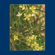Yellow Flowers postcards by sumiko Yellow Flowers postcards