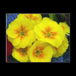 Yellow Flowers Postcard postcards