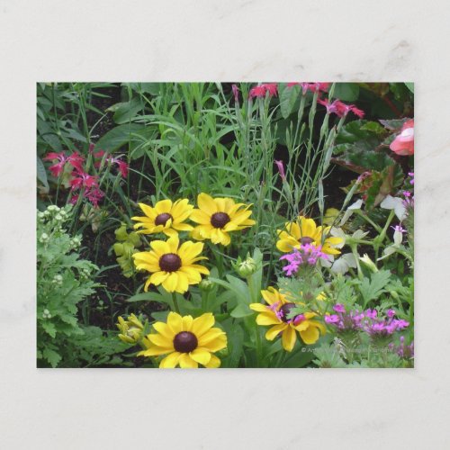 Yellow Flowers postcard