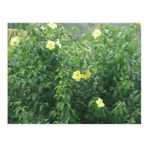 Yellow Flowers Postcards