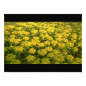 Yellow Flowers posters