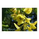 Yellow flowers posters by Beatartwork Yellow flowers posters