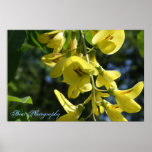 Yellow flowers posters
