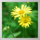 Yellow Flowers Poster Print