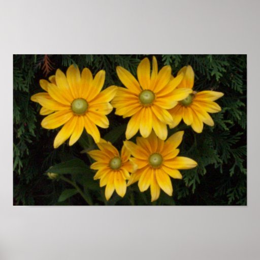 Yellow Flowers Print