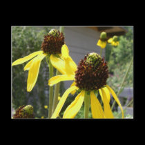 yellow flowers wildflowers black eyed susans postcards