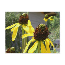 yellow flowers wildflowers black eyed susans postcards