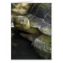 Yellow-footed Tortoise 1