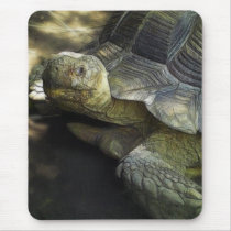 Yellow-footed Tortoise 1 mousepads