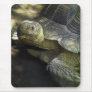 Yellow-footed Tortoise 1