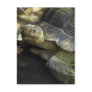 Yellow-footed Tortoise 1
