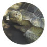 Yellow-footed Tortoise 1