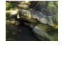 Yellow-footed Tortoise 1
