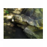 Yellow-footed Tortoise 1