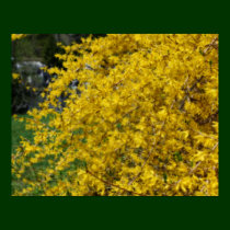 Yellow Forsythia Flower Poster posters