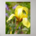 Yellow Fragrant Iris Posters