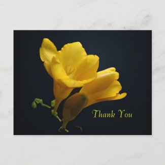 Yellow Freesia Blossoms Thank You Postcard