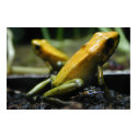 Yellow Frogs posters by xlcus Yellow Frogs posters