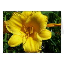 Yellow Garden Lily cards