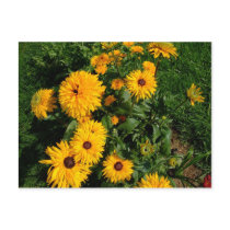 Yellow Garden postcards by Surprised Yellow Garden postcards