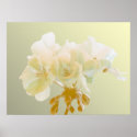 Yellow Geranium posters