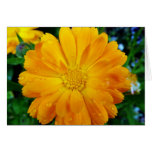 yellow gerbera daisy flower cards