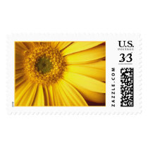 Yellow Gerbera Daisy postage by sclepper Yellow Gerbera Daisy postage