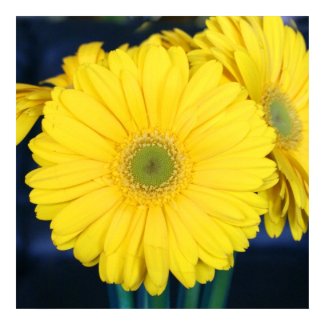 Yellow Gerbera Daisy print