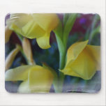 gladiola, gladiolus, flower, floral, nature,