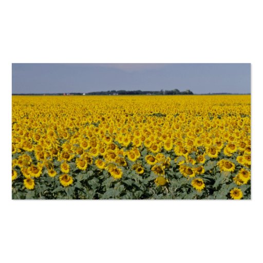 yellow Golden field of sunflowers, Manitoba flower Business Card Templates (back side)