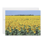 yellow Golden field of sunflowers, Manitoba flower Personalized Invitations