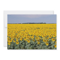 yellow Golden field of sunflowers, Manitoba flower Announcement