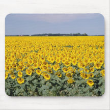 yellow Golden field of sunflowers, Manitoba flower Mouse Pad