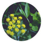 yellow Golden Meadow-Parsnip (Zizia Aurea) flowers Sticker