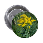 yellow Goldenrod (Solidago Sp.) flowers Pinback Button