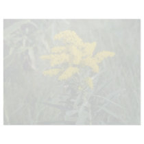 yellow Goldenrod (Solidago Sp.) flowers Letterhead Template