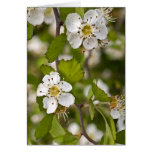 Yellow Haw Greeting Cards