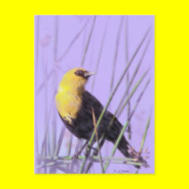 Yellow-Headed Blackbird...Postcard. postcards