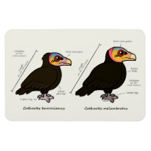 Yellow-headed Greater v Lesser Rectangle Magnets