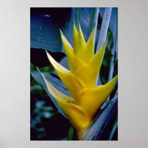 yellow Heliconia spp. flowers print