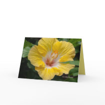 Yellow Hibiscus Bloom Cards