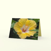 Yellow Hibiscus Bloom cards