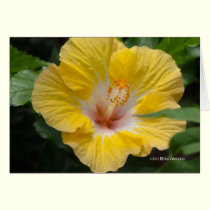Yellow Hibiscus Bloom cards