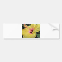 Yellow Hibiscus Bumper Stickers