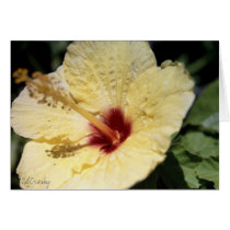Yellow Hibiscus cards by eunicorn Yellow Hibiscus cards