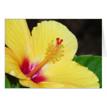 Yellow Hibiscus Card