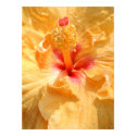Yellow Hibiscus, detail posters by joeyartist Yellow Hibiscus, detail posters
