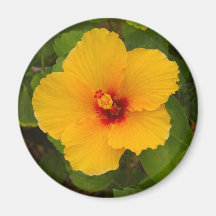 Yellow Hibiscus Flower Magnet