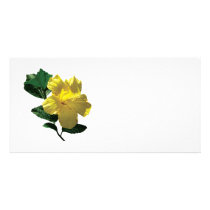 Yellow Hibiscus in Sunshine photo cards